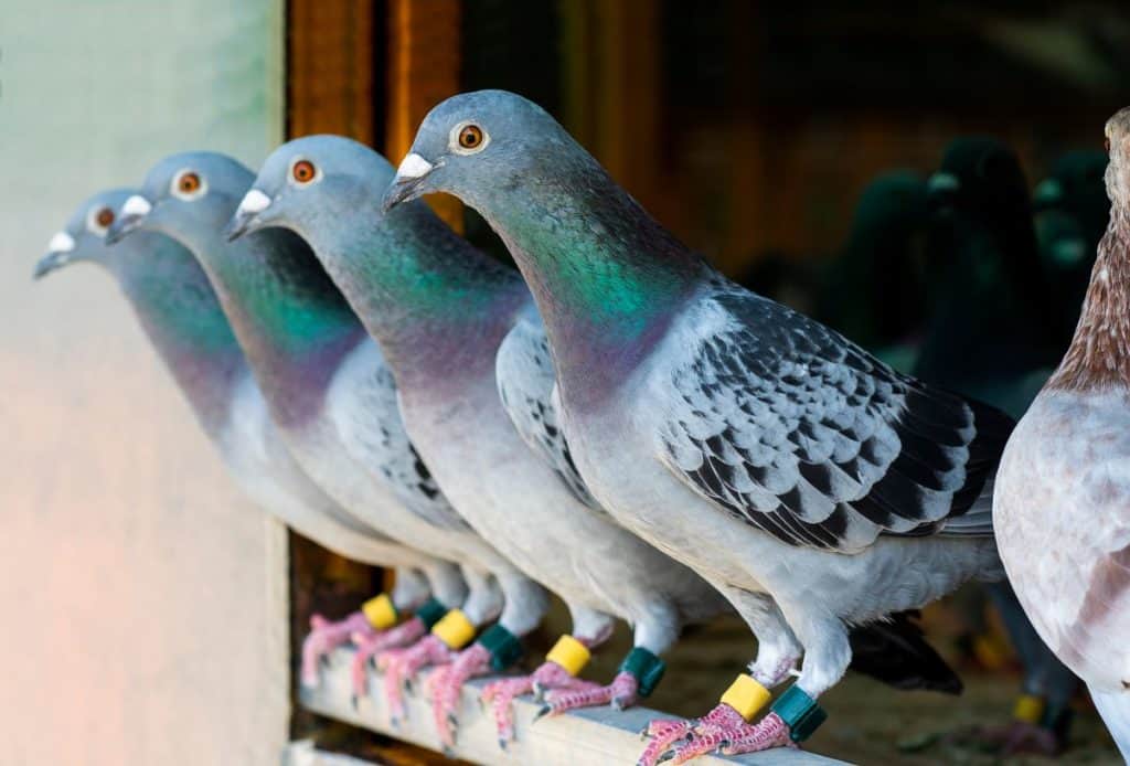 Racing pigeons